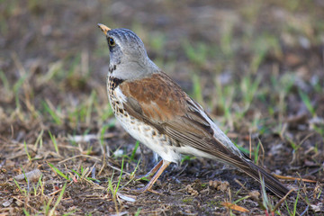 Bird shrew