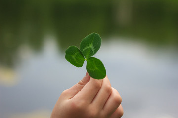 clover leaf in a childs hand