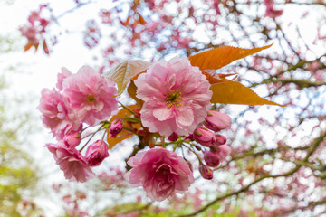 Blossoms of Kwanzan Cherry Tree close-up, Jesmond Dene, Newcastle, UK