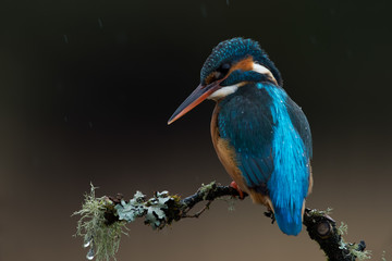 Kingfisher (Alcedo atthis)/Kingfisher perched on lichen covered branch