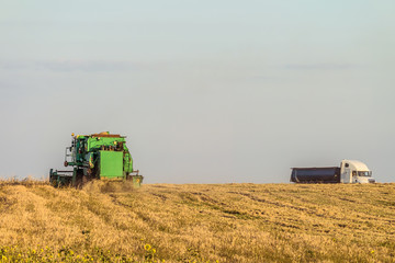 Naklejka premium Cargo heavy grain carrier and green harvester working in the field. Agricultural landscape.
