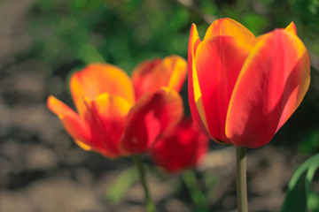Flowering orange tulips in the garden