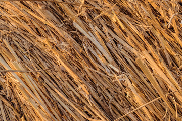 Roll of hay close-up. Vegetable natural texture bale of straw, agricultural fodder billet.