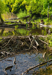 Biberdamm im Nationalpark Donau Auen in Österreich