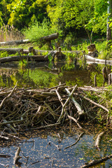 Biberdamm im Nationalpark Donau Auen in Österreich