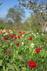 Obraz premium Spring garden with red tulips and white daffodils