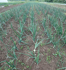 cultivated field of onions plants