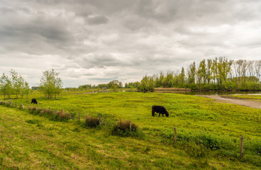 Fototapeta na wymiar Cloudy sky and two dark brown grazing Galloway cattle