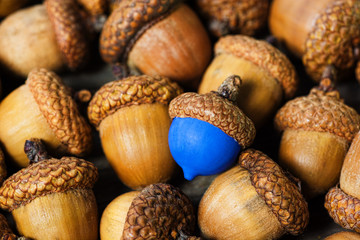 colorful acorn against of ordinary acorns abstract vision be different, unique personality or...