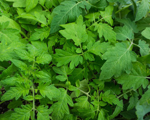 looking down on different varieties of tomato seedlings ready to be transplanted into the garden 
