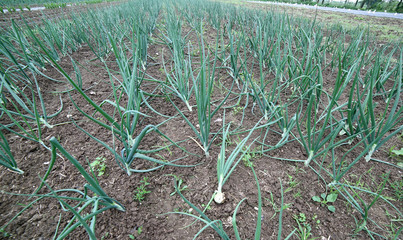 wide cultivated field of onions plants