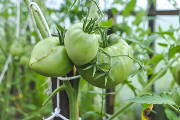 A young tomato on a branch