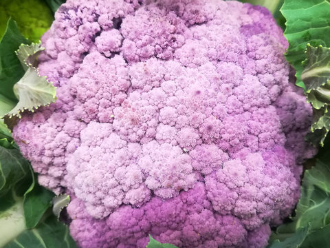 Pink cabbage, Vegetable, still life of kitchen ingredient - Powered by Adobe