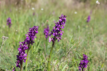 Wild orchids in the meadow (Anacamptis morio)