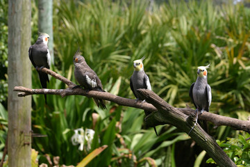 Cockatiels on a branch