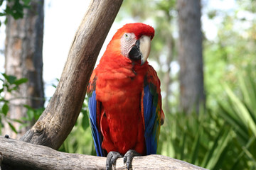 Macaw