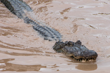 alligator swimming  