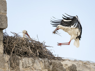 Couple of white storks (Ciconia ciconia), one of them landing in the nest