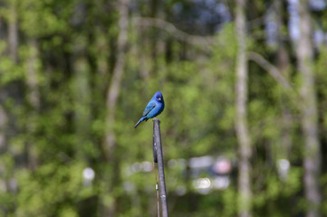 Indigo bunting