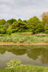 Trees on the River Bank