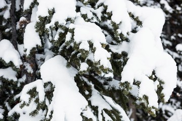 Snow covered pine trees on the alp mountain