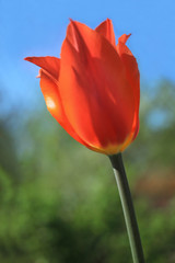 Naklejka premium One orange tulip on stem close-up