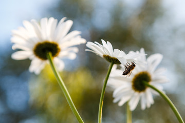Bee on a flower daisy