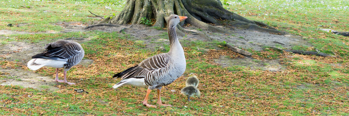 Gänsefamilie unter einem Baum auf einer Wiese