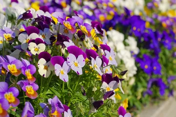 Keuken foto achterwand Viooltjes Stiefmütterchen - viooltjesbloemen in het voorjaar