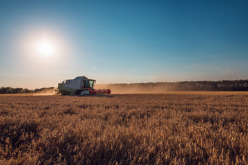 Fototapeta premium Combine harvester agriculture machine harvesting golden ripe wheat field