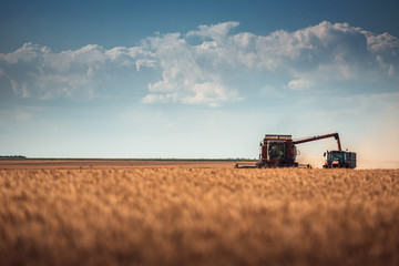 Combine harvester agriculture machine harvesting golden ripe wheat field