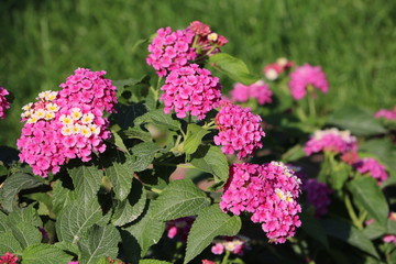 Lantana camara blooming pink, Italy