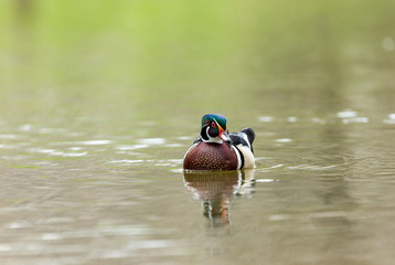 Wood duck male or Carolina duck is a species of perching duck found in North America. It is one of the most colorful North American waterfowl. They come to northern Canada to breed in summer in trees.
