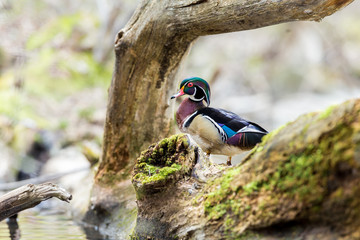 Wood duck or Carolina duck is a species of perching duck found in North America. It is one of the most colorful North American waterfowl. They come to northern Canada to breed in summer in trees.