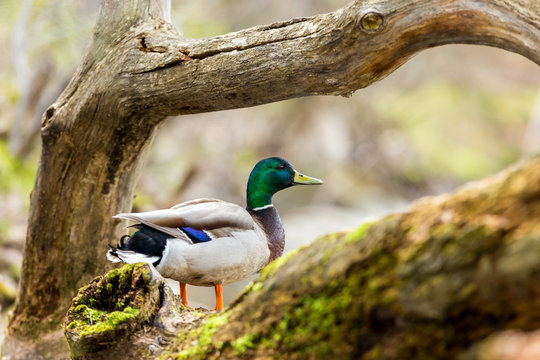 The mallard or wild duck is a dabbling duck which breeds throughout the temperate and subtropical Americas, Europe, Asia, and North Africa, and has been introduced to New Zealand, Australia, Peru.