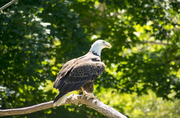 Eagle Eyes