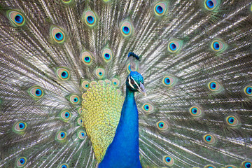 Obraz premium Just Strutting