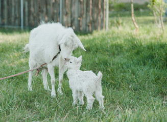 white goat on the grass, goat and baby goat