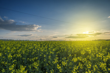 Yellow rape field with sunset sky