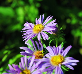 Obraz premium Purple Flowers