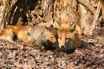 キタキツネの親子
