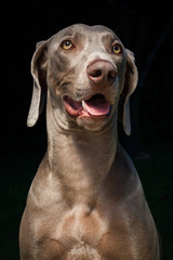 Portrait of a Weimaraner Dog on a dark background