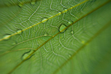 Macro leaf