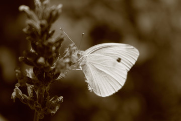 Schmetterling
