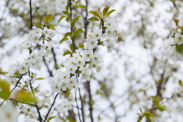 Spring tree bloom background