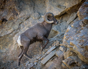 Colorado Rocky Mountain Bighorn Sheep