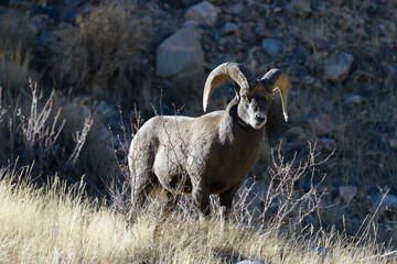 Naklejka premium Colorado Rocky Mountain Bighorn Sheep
