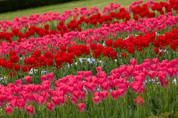 Reds tulip for background