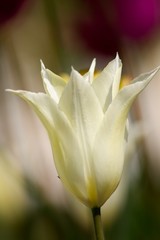 White tulip