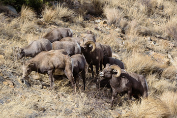 Colorado Rocky Mountain Bighorn Sheep